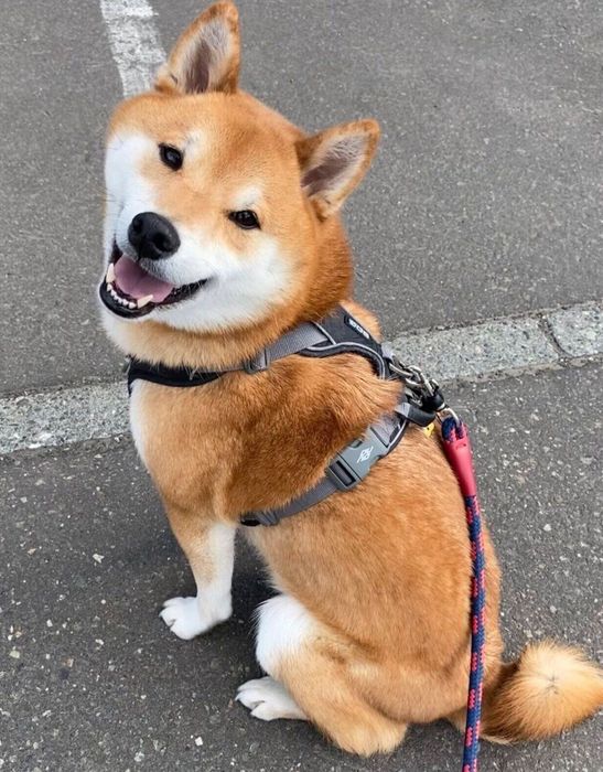 笑顔が可愛いこむぎくん