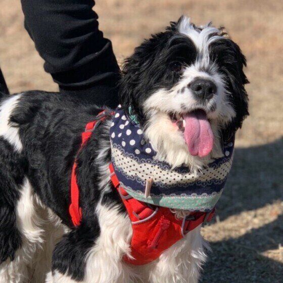 アメリカン・コッカー・スパニエルのごまちゃん