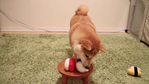 お寿司を選ぶ柴犬