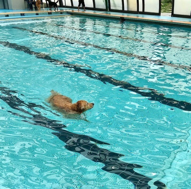 プールで泳ぐこむぎちゃん