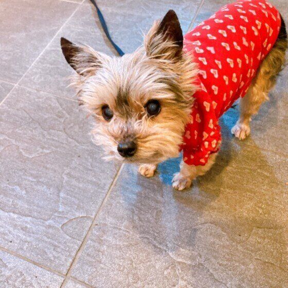 お散歩するヨークシャー・テリア