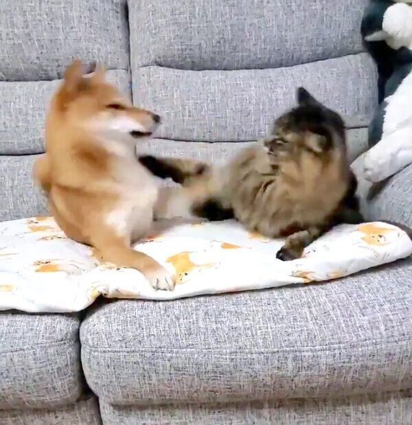 パンチしてじゃれ合うなつちゃんとハナちゃん