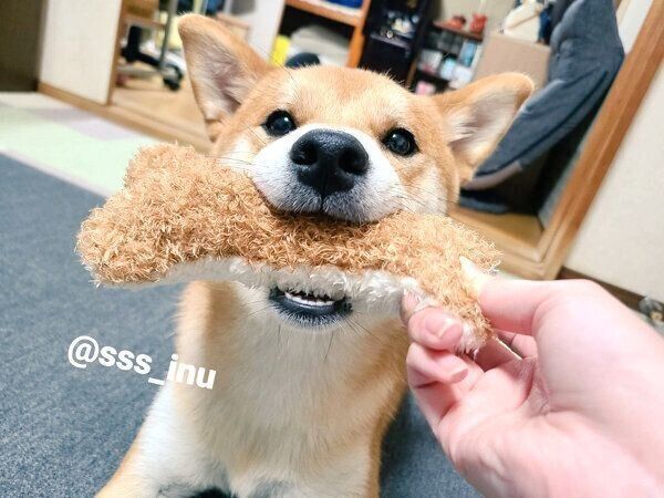 おもちゃで遊ぶ麦くん