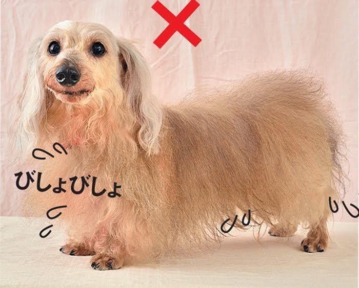 濡れたままの犬