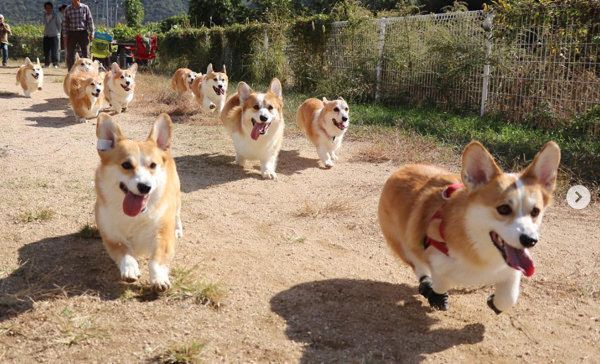 たくさん集まるコーギー