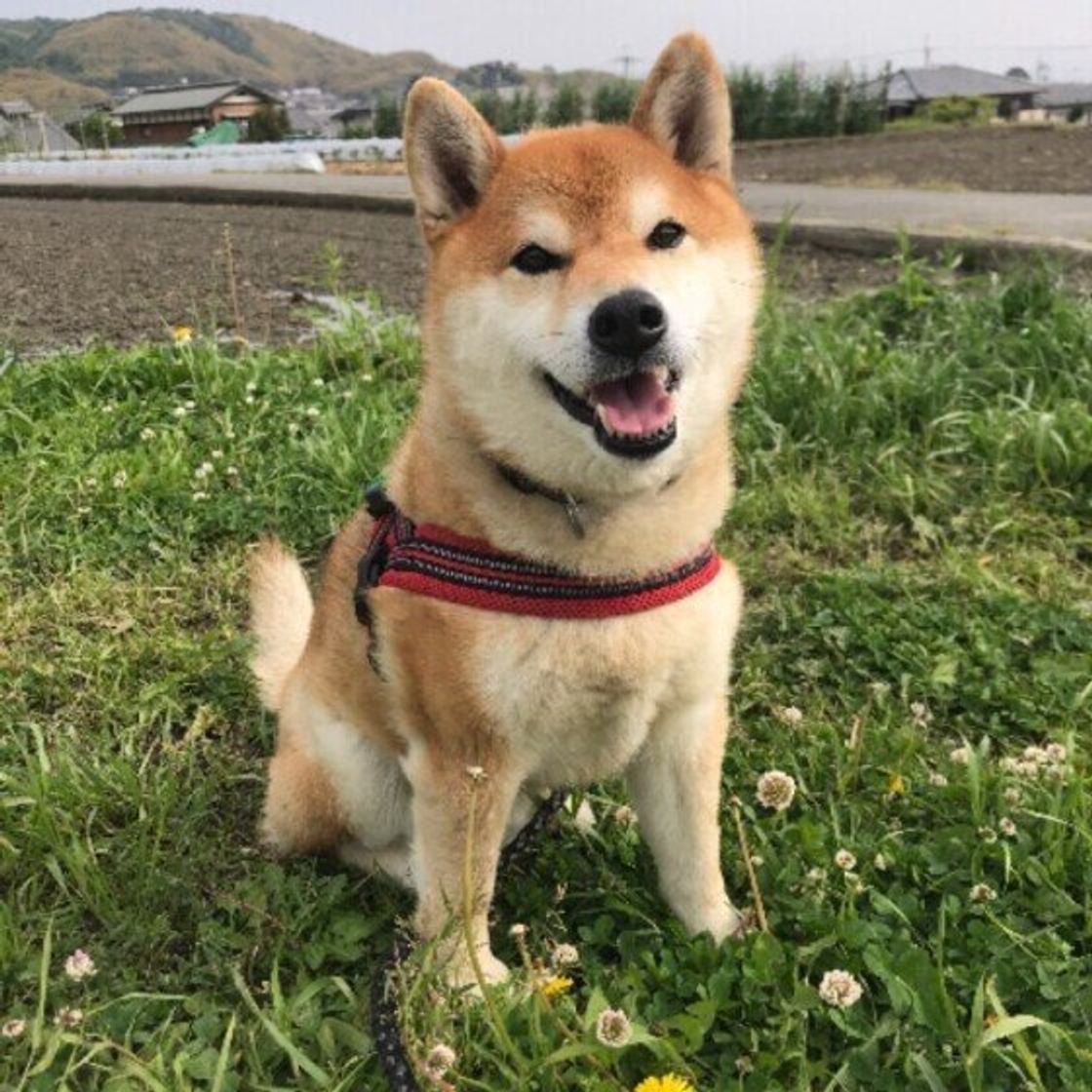 実は死に至ることも 犬が遭遇すると怖い危険な野生生物 いぬのきもちweb Magazine 実は死に至ることも 犬が遭遇すると怖い危険な野生生物 いぬのきもちweb Magazine
