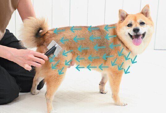 スリッカーブラシでとかされる犬