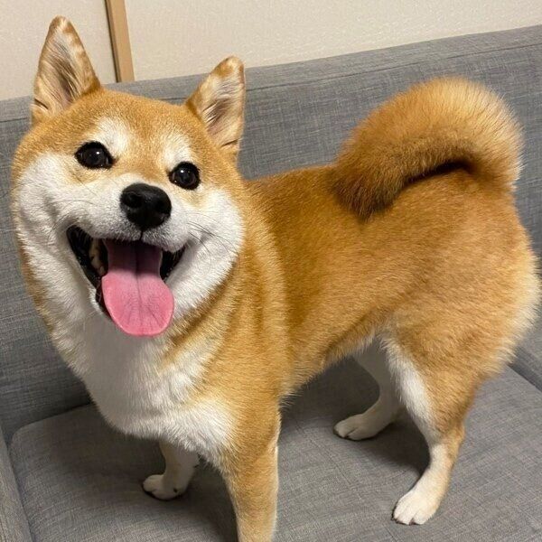 笑顔でカメラ目線のひるねちゃん