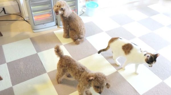 ストーブの前にいるトイ・プードルと猫