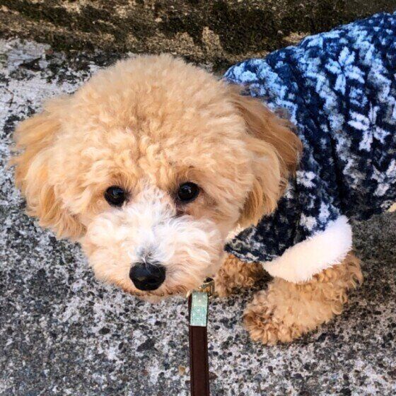 服を着て散歩するトイ・プードル