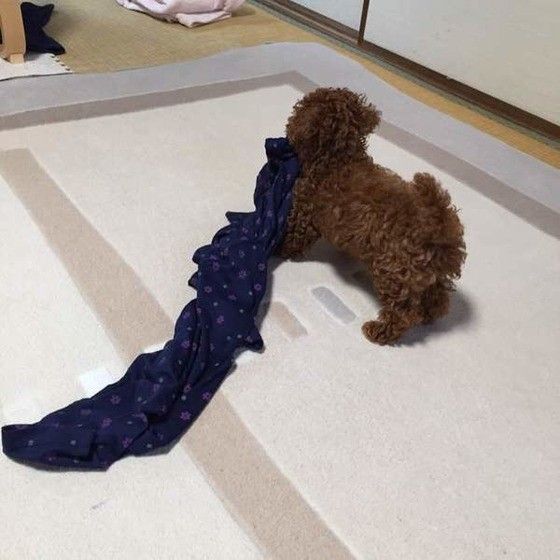 服を引きずるトイ・プードル