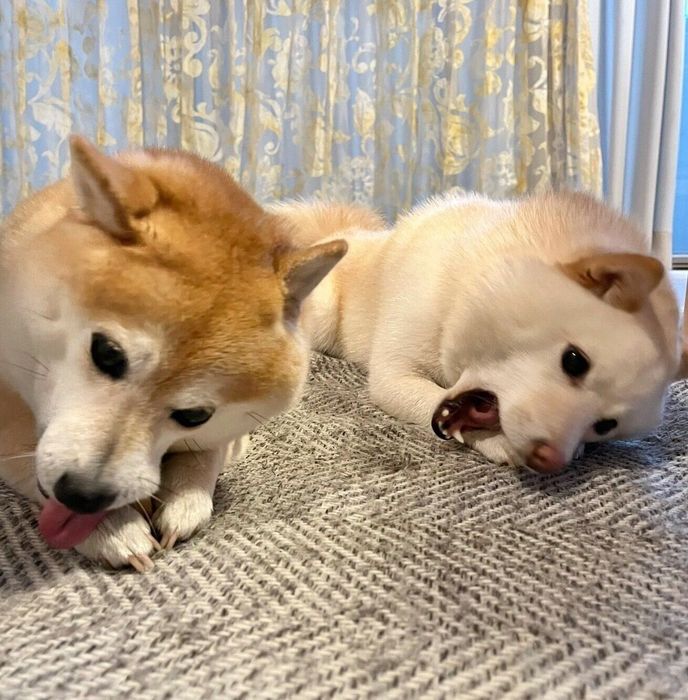 おやつを食べるくるみちゃん、餅子ちゃん