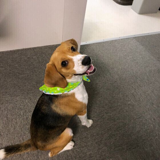 笑顔で見上げるビーグル