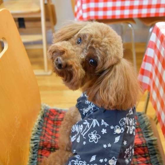 トイ・プードルのチャッピーちゃん