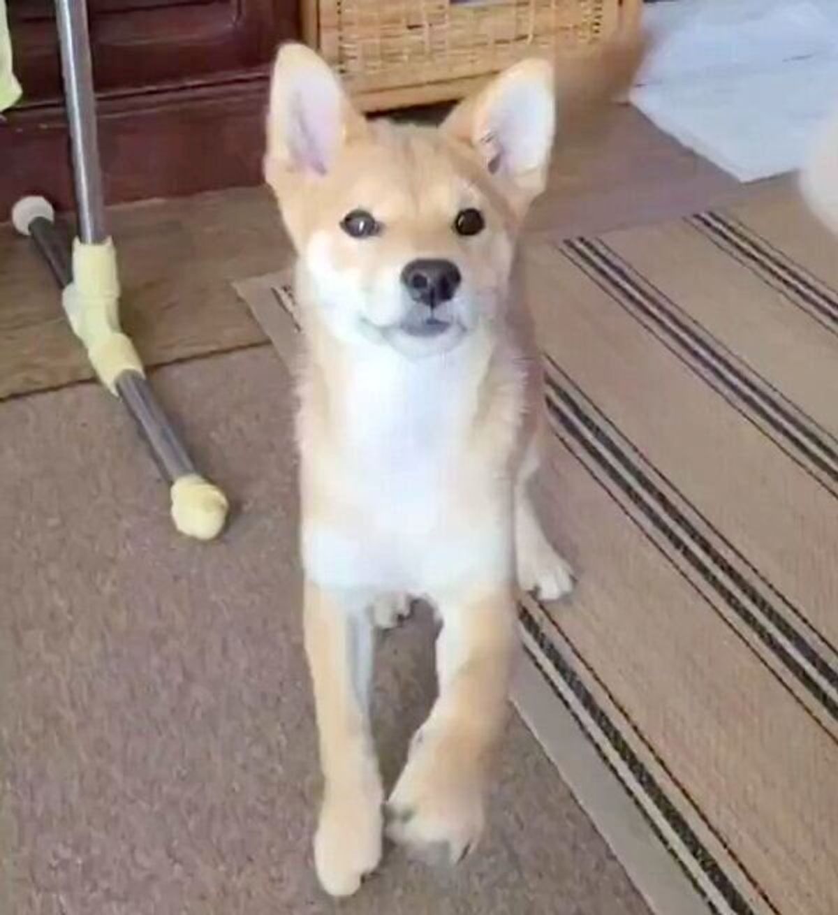 お手 と言われる前に なぜか前足が出ちゃう 柴の子犬の一生懸命な姿に悶絶 いぬのきもちweb Magazine お手 と言われる前に なぜか前足が出ちゃう 柴の子犬の一生懸命な姿に悶絶 いぬのきもちweb Magazine