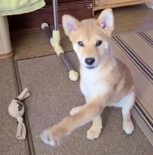 「お手」って言われる前に前足が出ちゃう麦くん