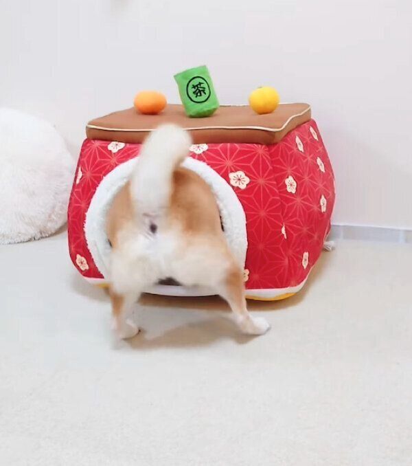 こたつに入るチャーミーちゃん