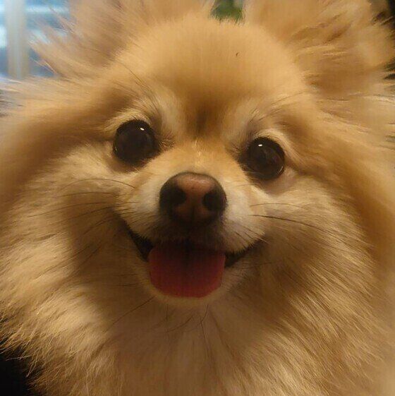 笑顔になるポメラニアンの女の子