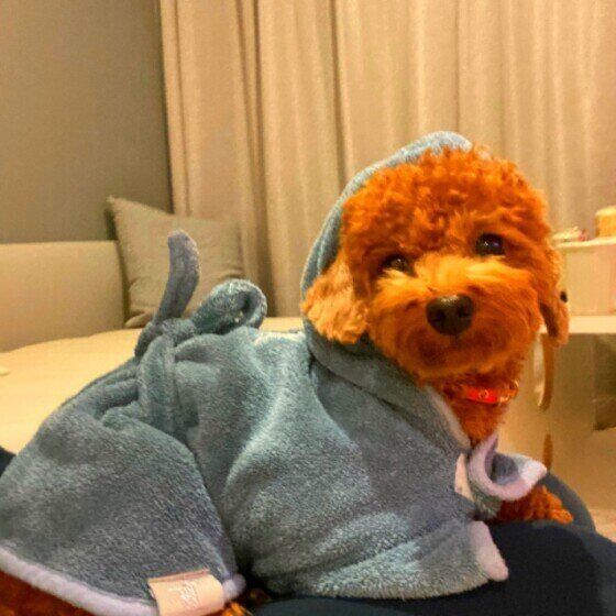 「濡れた犬の毛を乾かさない」のはなぜNG？ 乾かし残しがあると起こるデメリット いぬのきもち