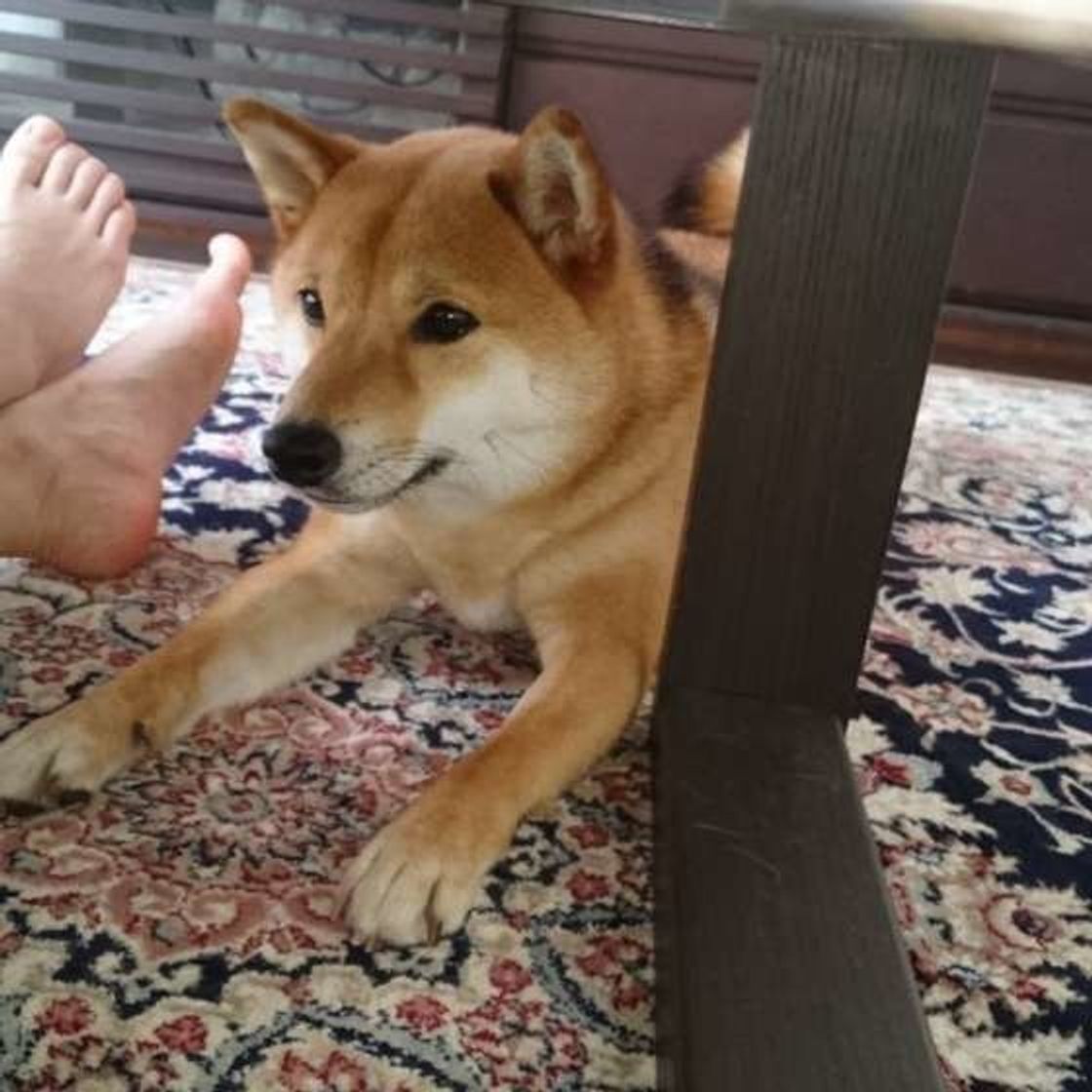 犬がお尻を高く上げる プレイバウ どんな意味があるの いぬのきもちweb Magazine 犬がお尻を高く上げる プレイバウ どんな意味があるの いぬのきもちweb Magazine