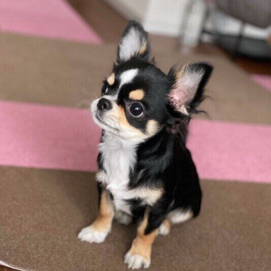 キラキラお目々のチワワの伊吹ちゃん