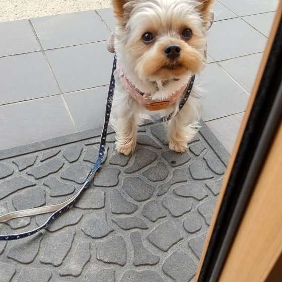 ヨークシャー・テリア