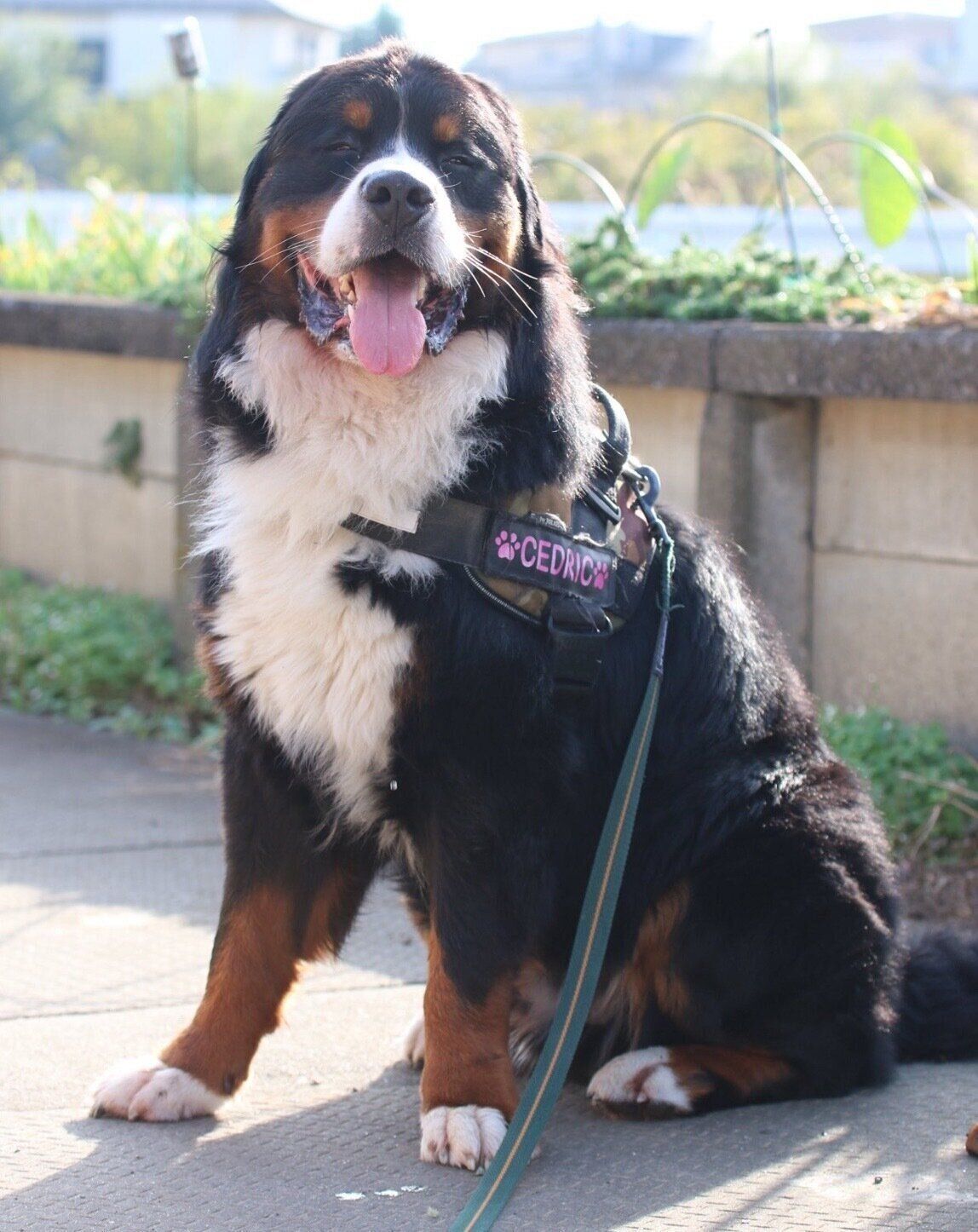 おとなになったセドリックくん