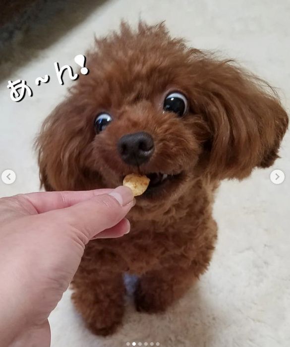 おっとっとを食べるトイ・プードル