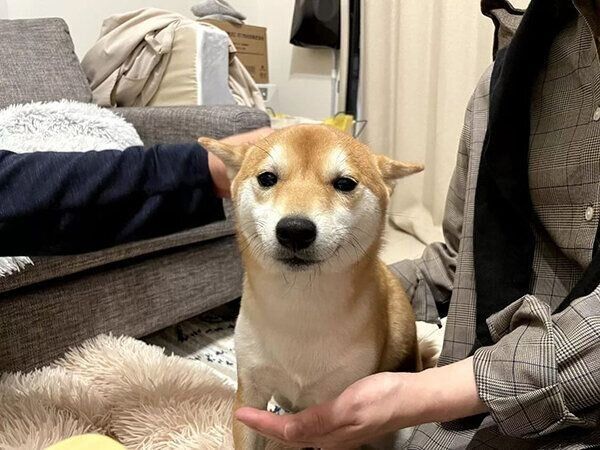 ヒコーキ耳になるきなこちゃん