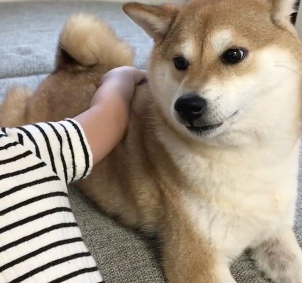 急に名前を呼ばれてビックリする柴犬