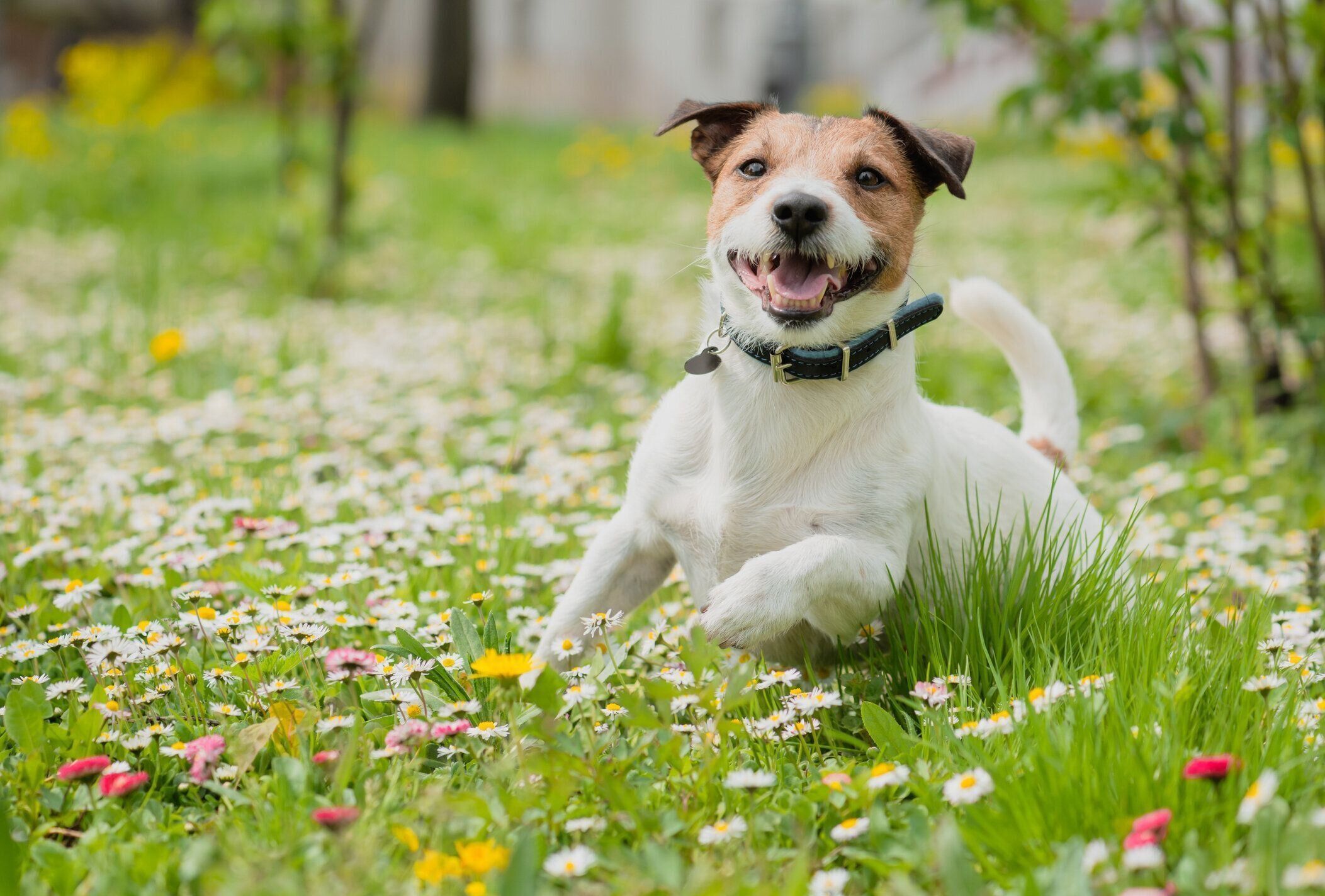 新鮮な緑の草の芝生と花の中で遊んで幸せな犬