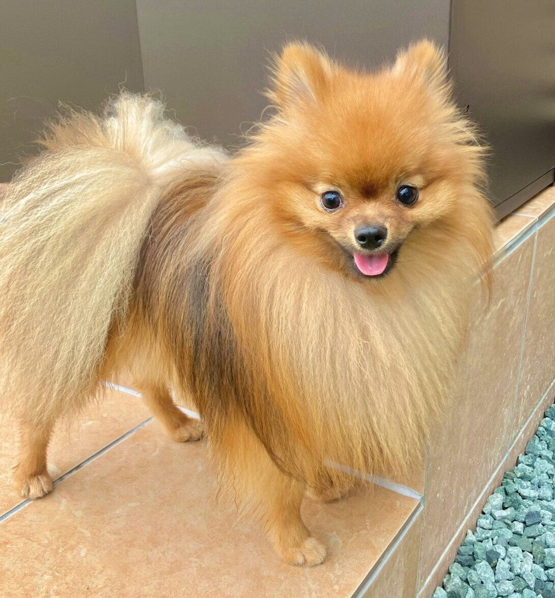 笑顔が可愛いケチャ丸くん