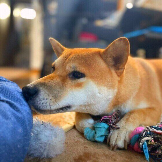 クンクンするこむぎちゃん（柴）