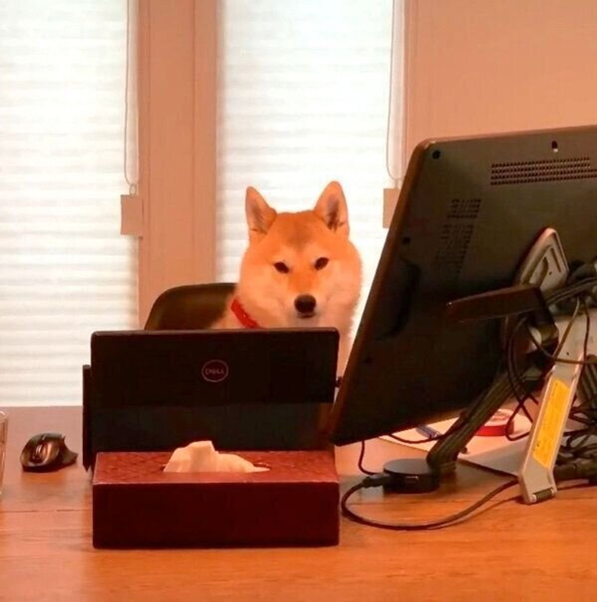 テレワーク中 飼い主がトイレに行って部屋に戻ると 愛犬の 仕事できる感 がハンパなかった いぬのきもちweb Magazine テレワーク中 飼い主がトイレに行って部屋に戻ると 愛犬の 仕事できる感 がハンパなかった いぬのきもちweb Magazine