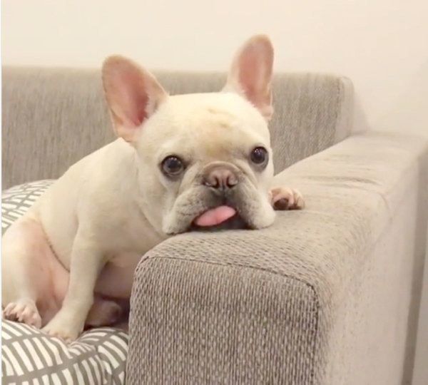 おじさんのようにソファでくつろぐれおんくん