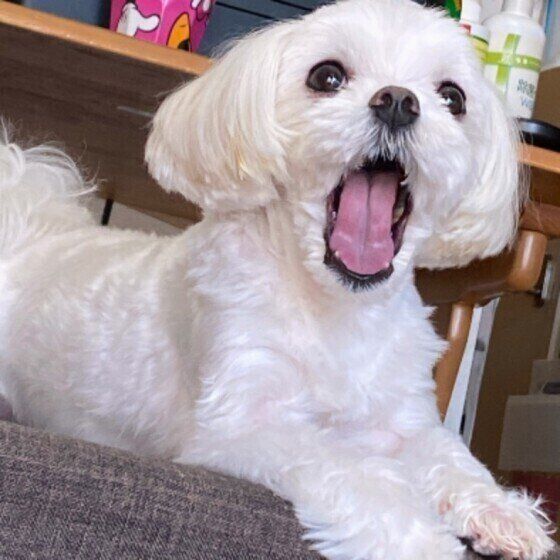 あくびをするマルチーズ