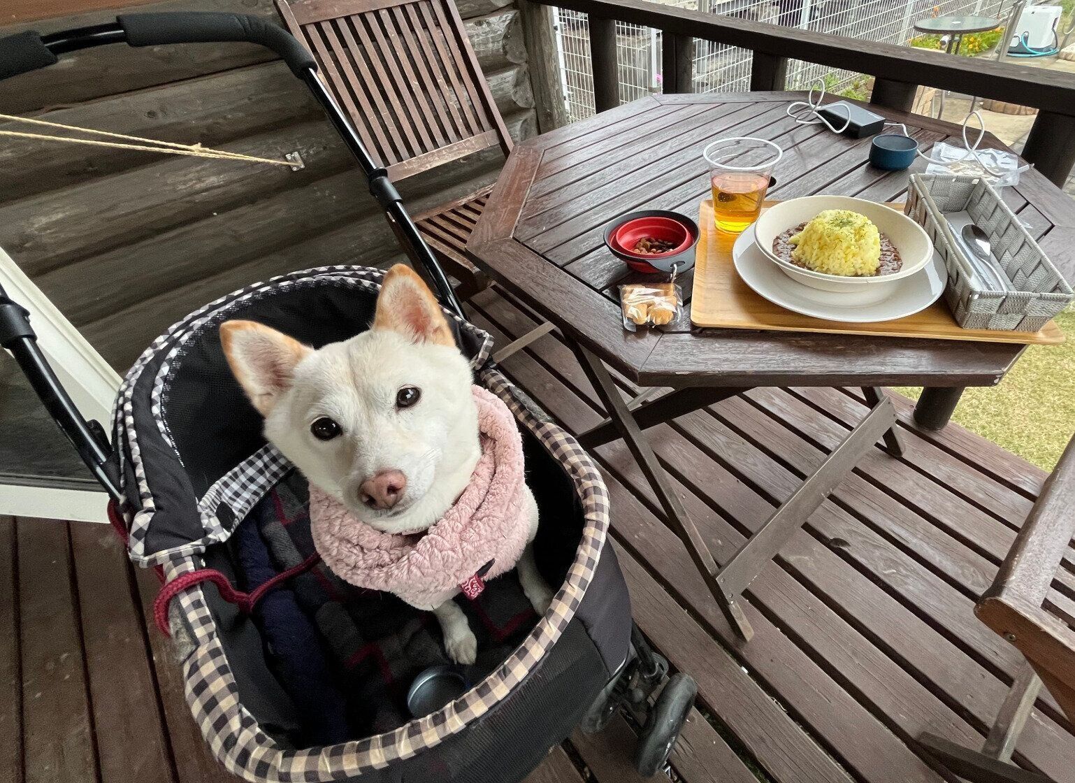 おでかけを楽しむとろろちゃん