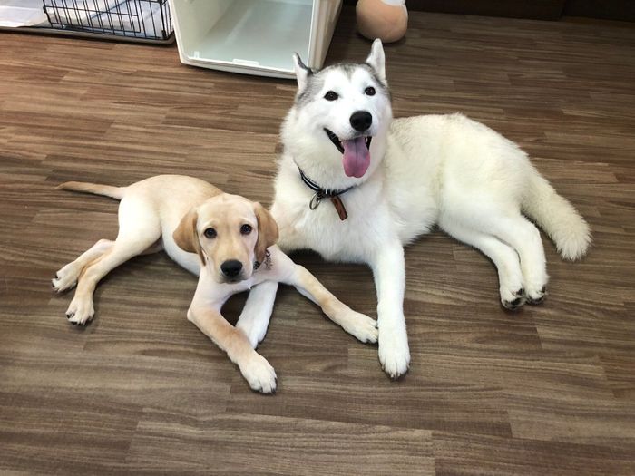 子犬時代のゴンくんと先住犬・ぷくちゃん