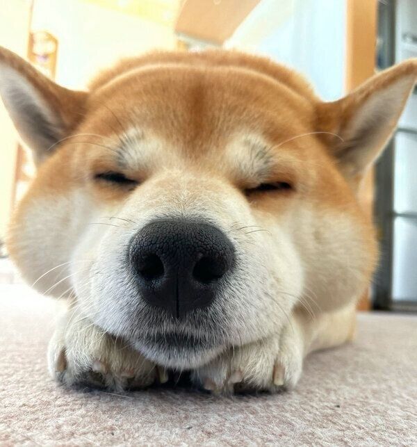 眠るさすけくん