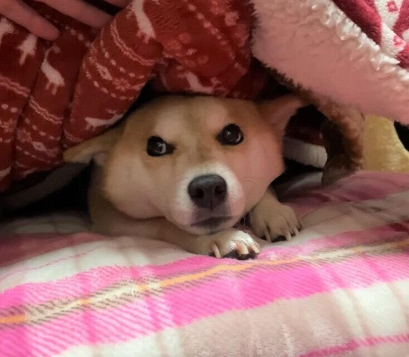飼い主さんに呼ばれた柴犬 布団から出たくない な気持ちがわかりやすい いぬのきもちweb Magazine 飼い主さんに呼ばれた柴犬 布団から出たくない な気持ちがわかりやすい いぬのきもちweb Magazine