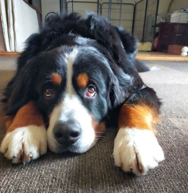 まったりするまさおくん