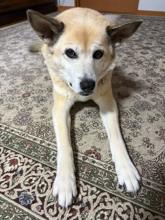 室内にいる犬