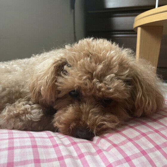 寂しそうなトイ・プードル