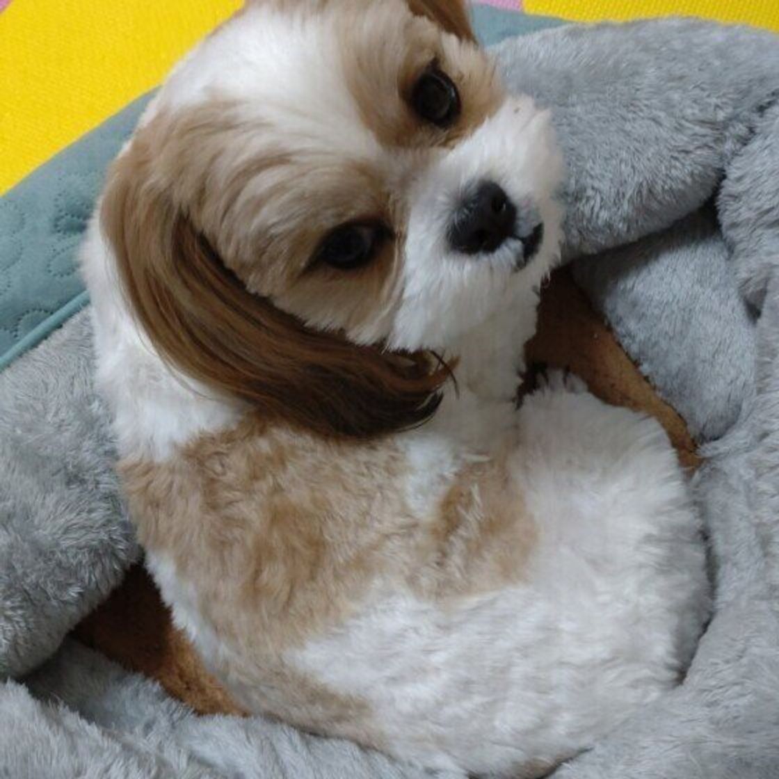 犬が 飼い主さんに背中をむける のはなぜ いぬのきもちweb Magazine 犬が 飼い主さんに背中をむける のはなぜ いぬのきもちweb Magazine