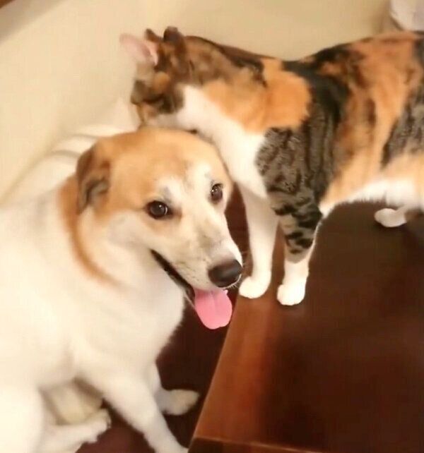 チコちゃんにグルーミングしてもらうコロちゃん