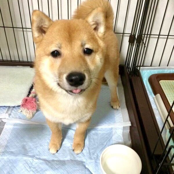 子犬時代のこじろうくん