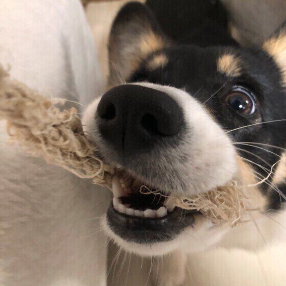 犬のおもちゃを清潔に! お手入れ方法を確認しよう いぬのきもち