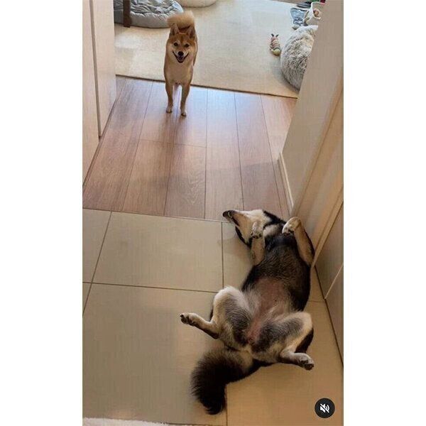 飼い主さんのことを出迎えるみりんちゃん、ぽんずちゃん