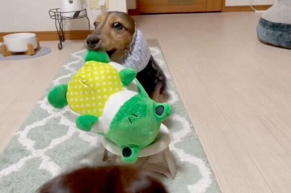 カエルくんと一緒にごはんを食べたい、るのんくん