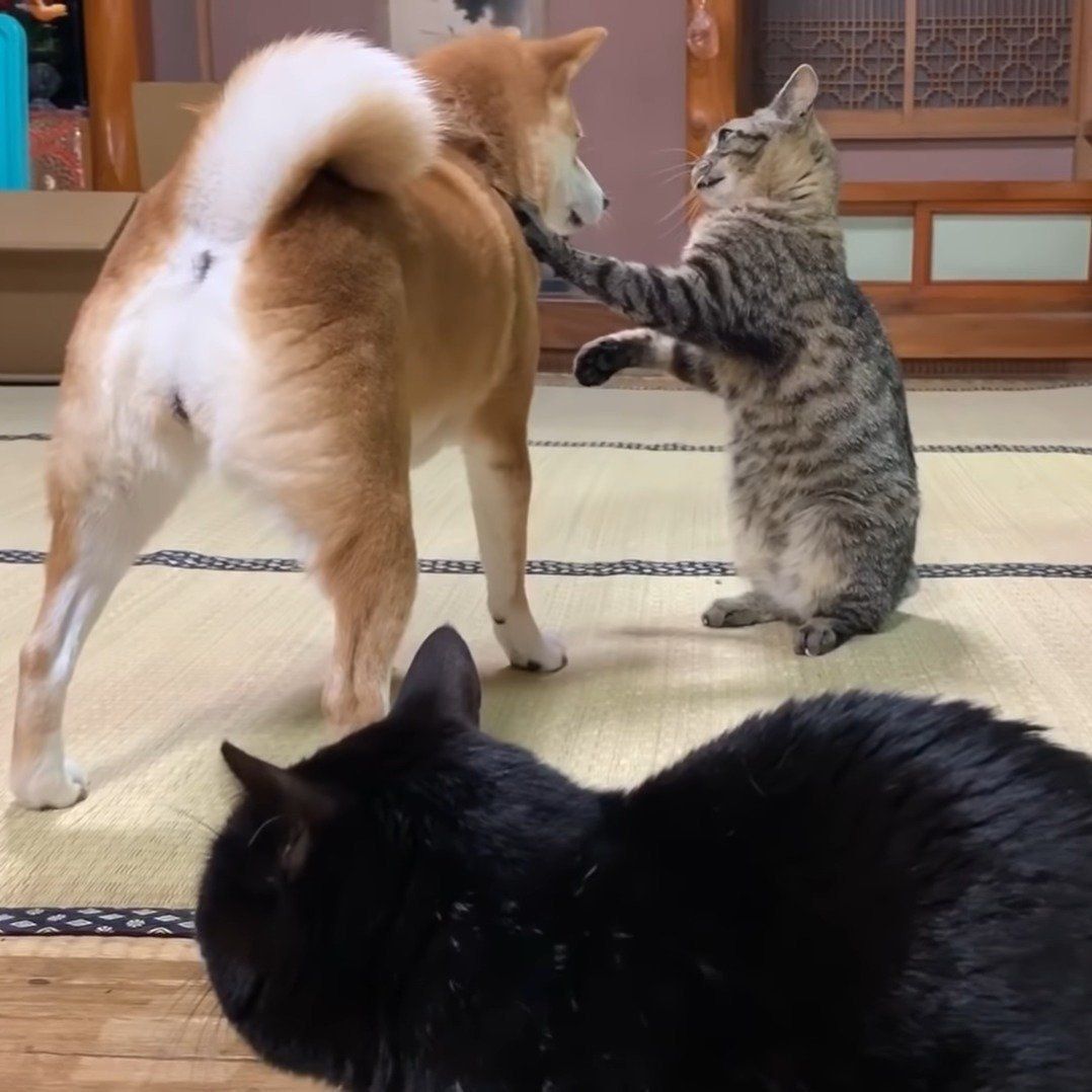 ぶつかり稽古を観戦中の天ちゃん